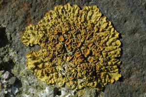 Xanthoria parietina